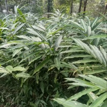 长期有正宗阳春市超靓品种黄苗仔春砂仁苗出售