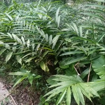 砂仁苗苗木基地直发，货源充足，量大从优，欢迎咨询