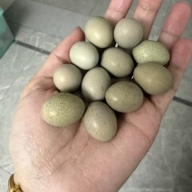 芦丁鸡蛋量大日产200蛋