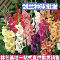 剑兰种球国产进口多年生花卉菖兰花球唐菖蒲花种球四季