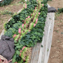 25到30公分大叶菠菜