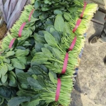 菠菜