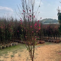 桃花3～4～5～8公分，规格