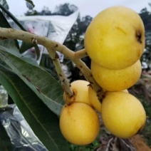 新白七号枇杷苗