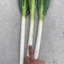 南通海门大葱