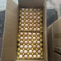 精品双色大午金凤土鸡蛋，一手货源，原场直发，量大更优惠