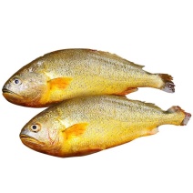 深海黄花鱼5条起发可以批发(300-400g每条)