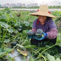 广东湛江精品贝贝南瓜产地发货一手货源批发品质保证价格美丽
