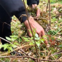野生莓茶野生藤茶龙须茶，支持一件代发和整件拿货