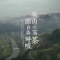 英山云雾茶/春茶，新茶上市/保质保量/来电有优惠