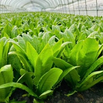 油麦菜产地直销量大质优价格优惠支持视频看货欢迎采购
