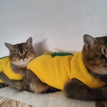 猫