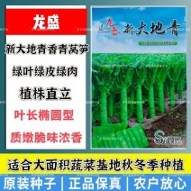 三青莴笋种子新大地青香莴笋种子耐寒椭圆叶绿叶绿皮绿肉莴苣