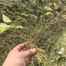高含量柔毛淫羊藿种苗