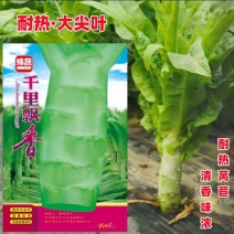 千里飘香莴笋种子尖叶窝笋莴苣菜种籽耐热高温四川春夏秋季蔬