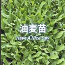 油麦苗