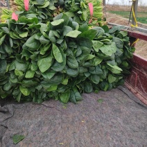 大叶菠菜，25到30公分