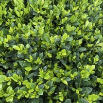 【推荐】栀子花大小规格品质保证基地直发