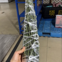 阿蜜达_爱媛46号枝条（基地直销100%保真！）