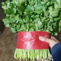 泰安市大叶香菜，中叶铁杆青，小叶香菜大量上市