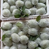 番石榴，红心芭乐，白心芭乐，红宝石番石榴