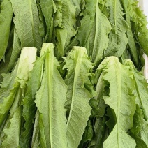 油麦菜大量上市