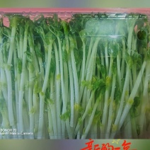 高品质高质量豌豆苗