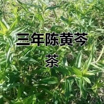 黄芩茶