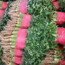 小叶铁杆青香菜，质量好，面积大，