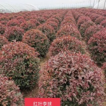 密枝红叶李绿篱苗