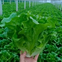 意大利生菜，长年供货，电商市场超市。