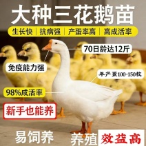 正宗大三花花鹅苗，本地出苗，蛋大，平均三两五的蛋。