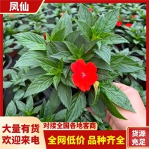 凤仙盆花盆景观赏性高性价比高量大从优可视频看货