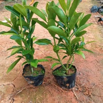 大量出售3-10斤袋非洲茉莉