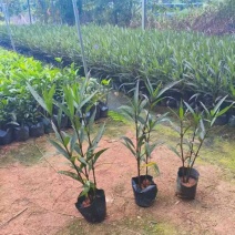 翠芦莉15-30，3斤袋7斤袋，各种规格大量低价出售