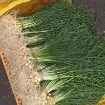 野葱