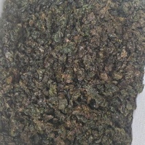 地皮菜