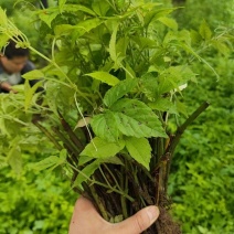 三叶青插杆苗，籽育苗，品质保证，基地直发，假一赔十