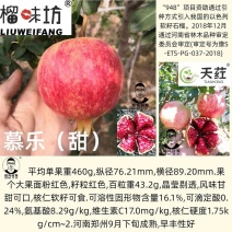新品种二代嫁接苗慕乐软籽石榴玛丽斯软籽石榴苗墨籽石榴树苗