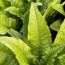 油麦菜大量有货