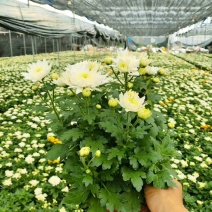 [牛]清明黄白菊花盆栽规格高大冠幅好质量保证广州基地直发货