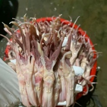 鸭舌，一公斤80-100条左右，现货新货