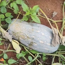 海南蜜本南瓜