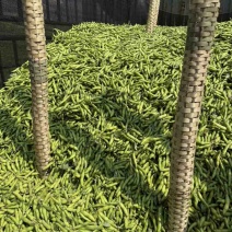 优质小米胡豆
