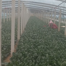 菠菜