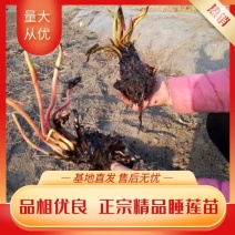 睡莲苗水培植物户外水养睡莲