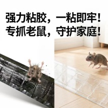 强力粘鼠板