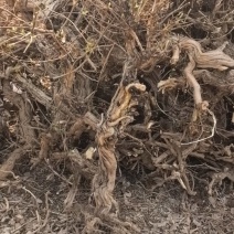 8公分以上金银花树