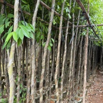 阴香2-10分，大量出售