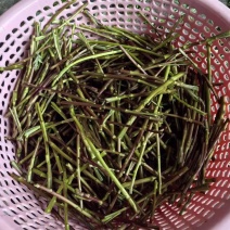 洞庭湖野生藜蒿